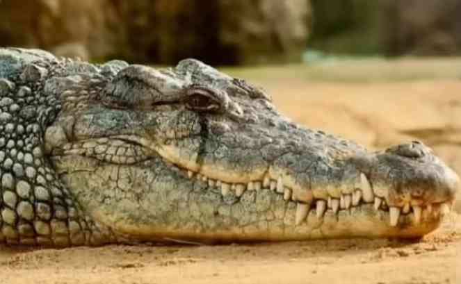 What does the expression shedding crocodile tears mean? | MirrorLog